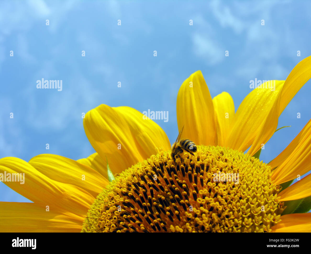 Arbeitsbiene auf die blühende Sonnenblume Stockfoto