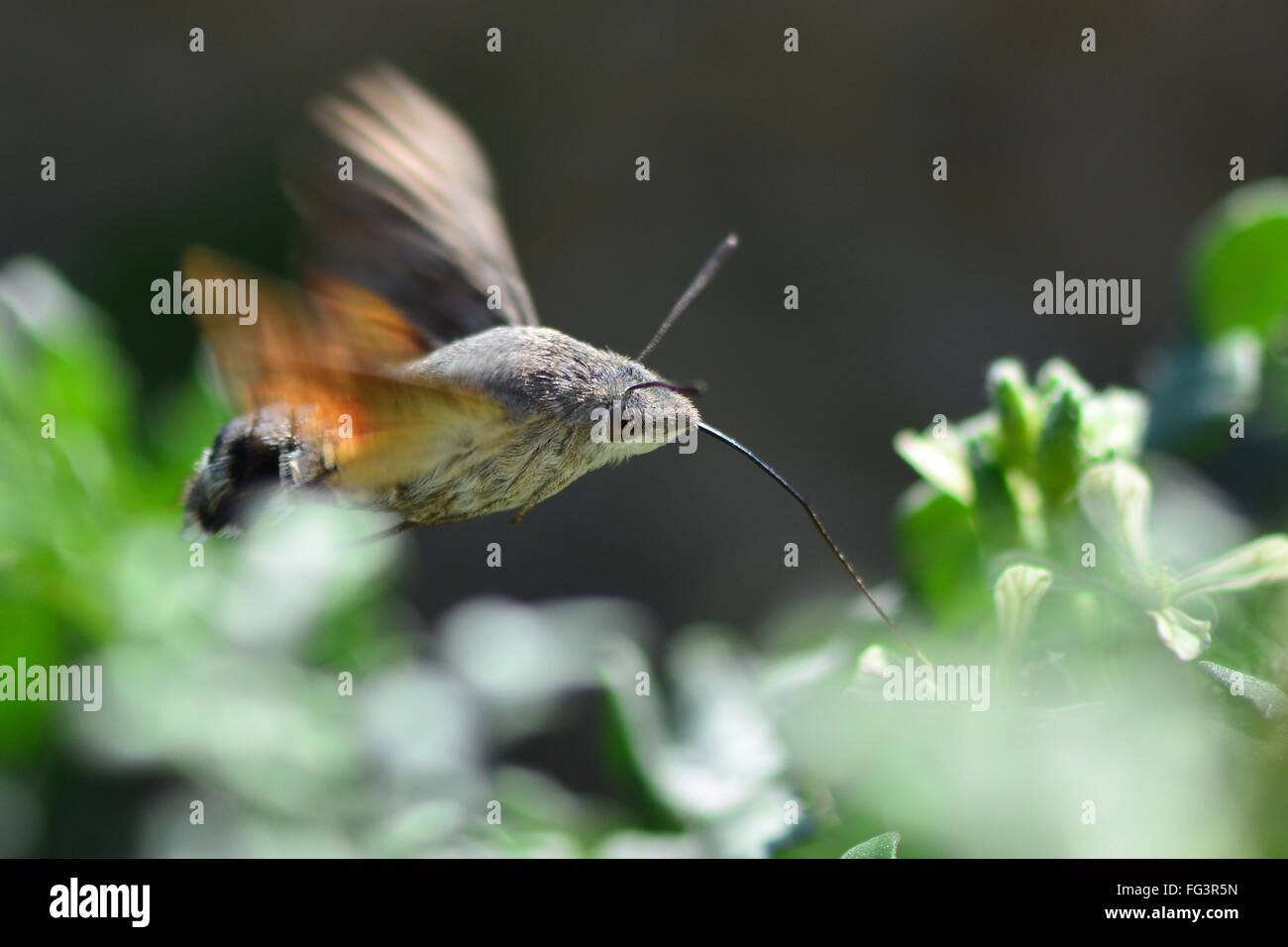 Kolibri Falke-Motte (Macroglossum Stellatarum) Nectaring. Eine Motte in der Familie Sphingidae Nectaring im Flug Stockfoto