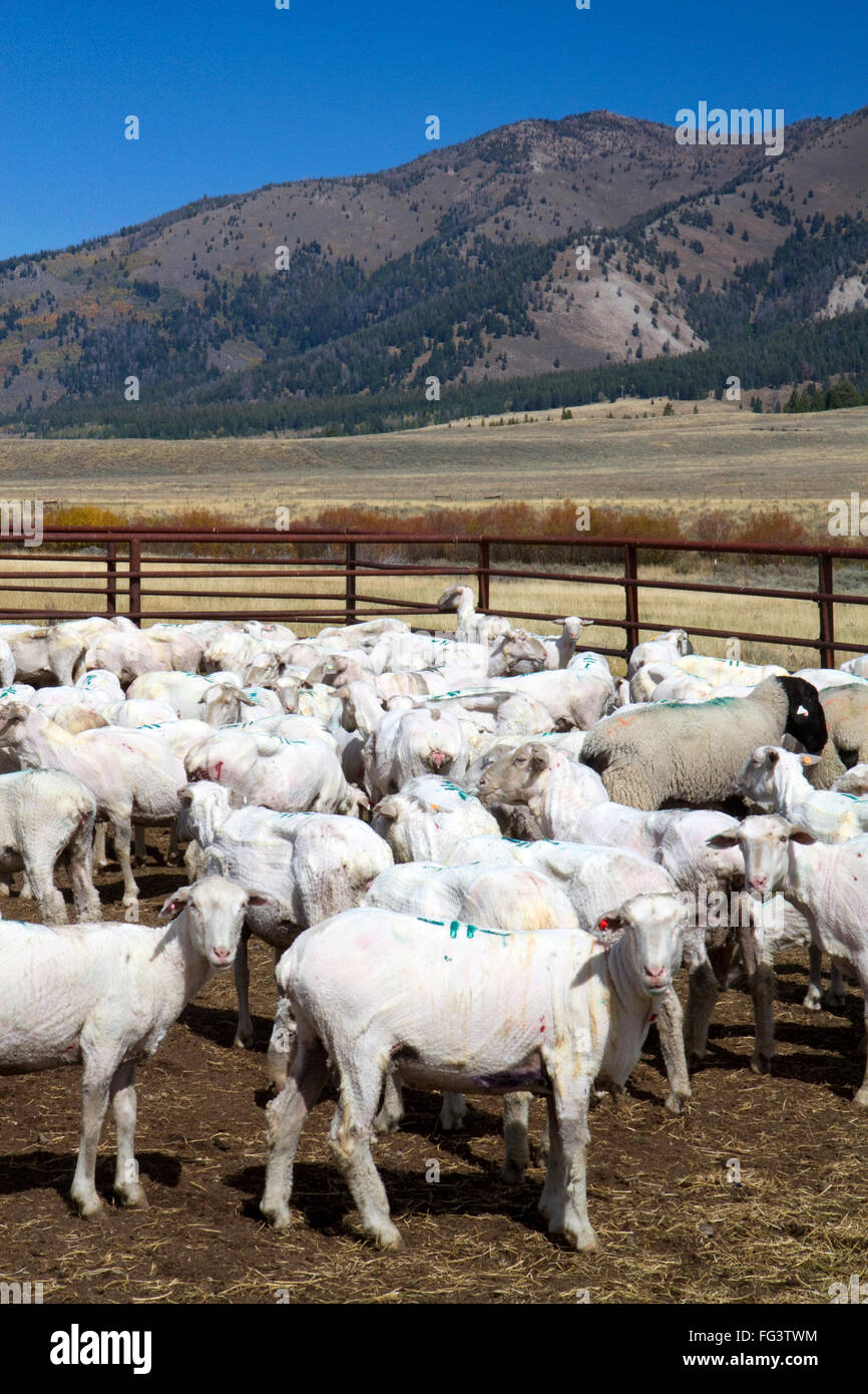 Newley geschert Schafe in der Nähe von Stanley, Idaho, USA. Stockfoto