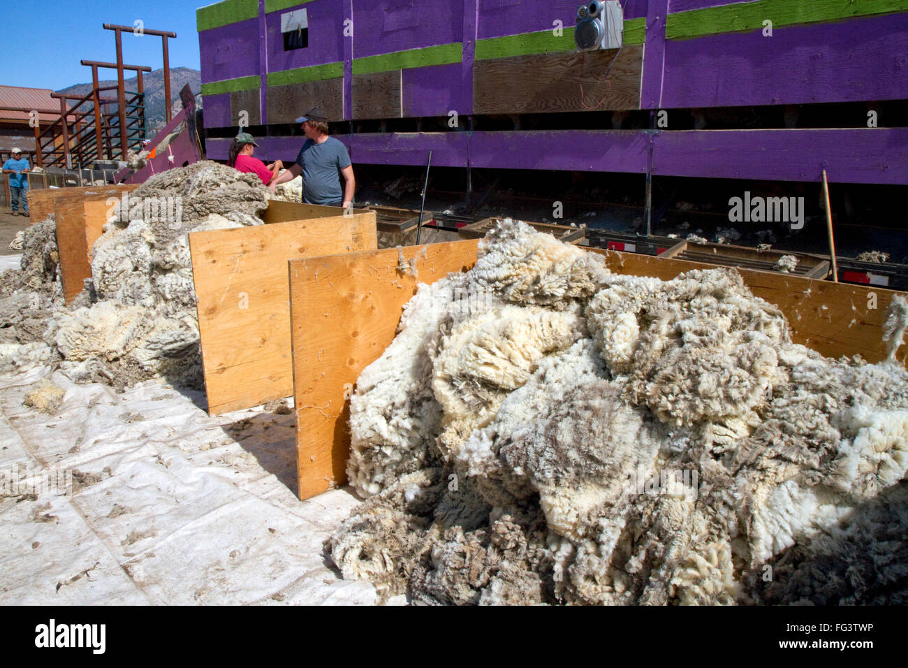 Frisch geschorene Schafe aus Wolle Fleece in der Nähe von Stanley, Idaho, USA. Stockfoto