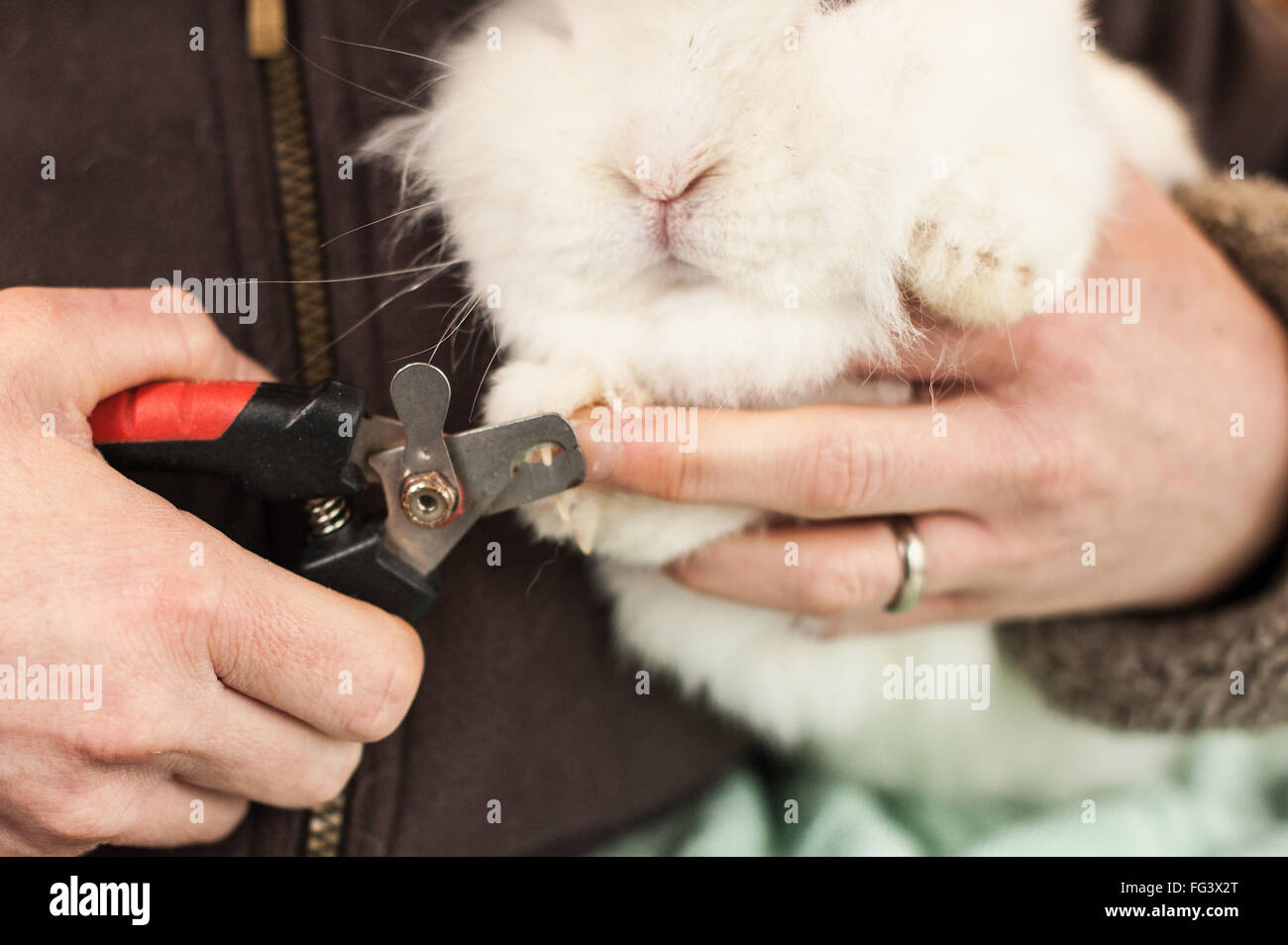 Clipping-Kaninchen Nägel im Rahmen einer routinemäßigen Gesundheits-check Stockfoto