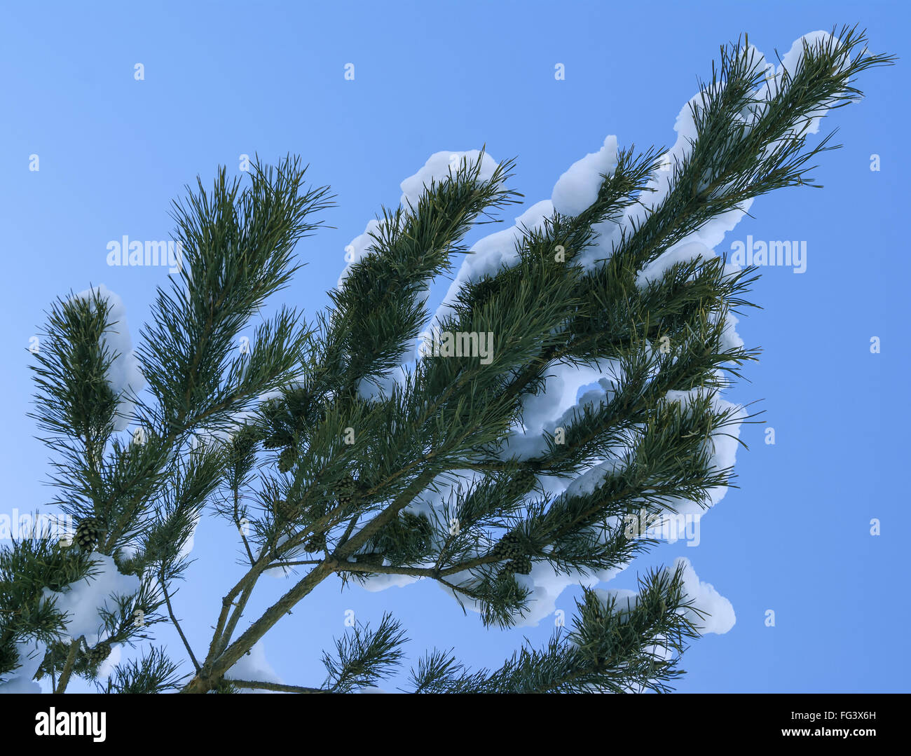 Tannenzweigen bedeckt von Schnee im winter Stockfoto