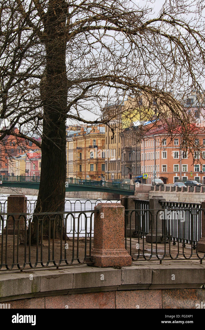 Der Baum auf einem Deich am Fluss Fontanka in St. Petersburg, Russland Stockfoto