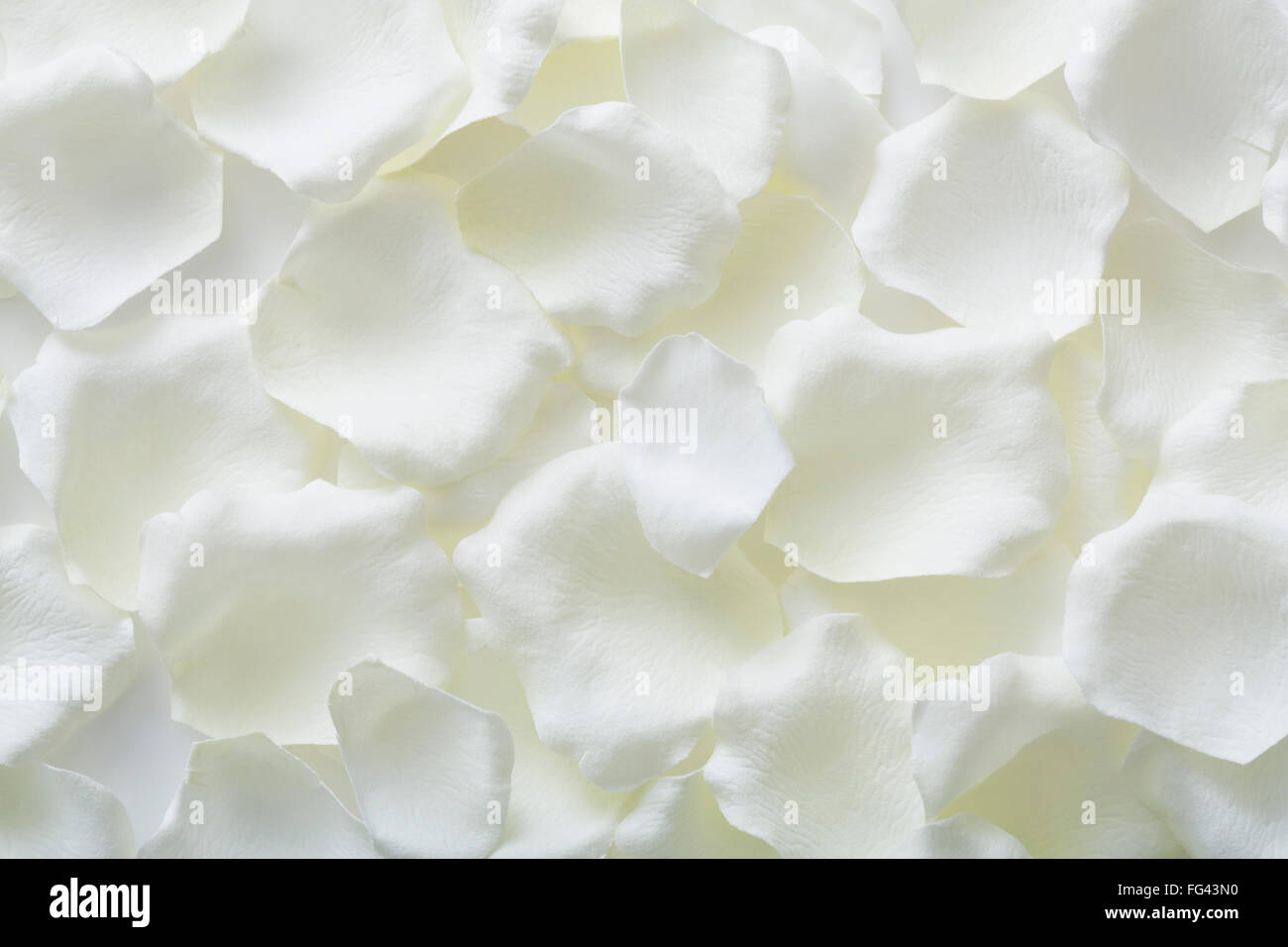 Studioaufnahme von weißen Blütenblättern Stockfoto