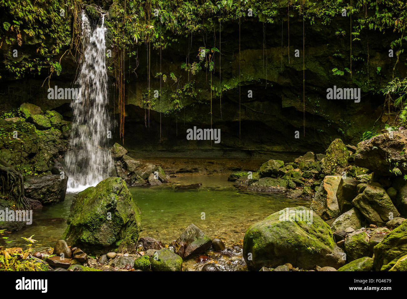 Der Emerald Pool Dominica West Indies Stockfoto