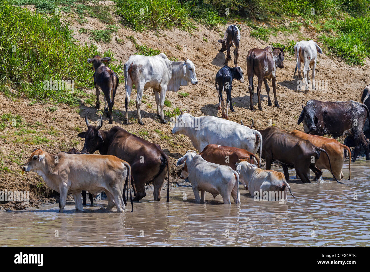 Rinder, überqueren die Fluss Santarém Brasilien Stockfoto