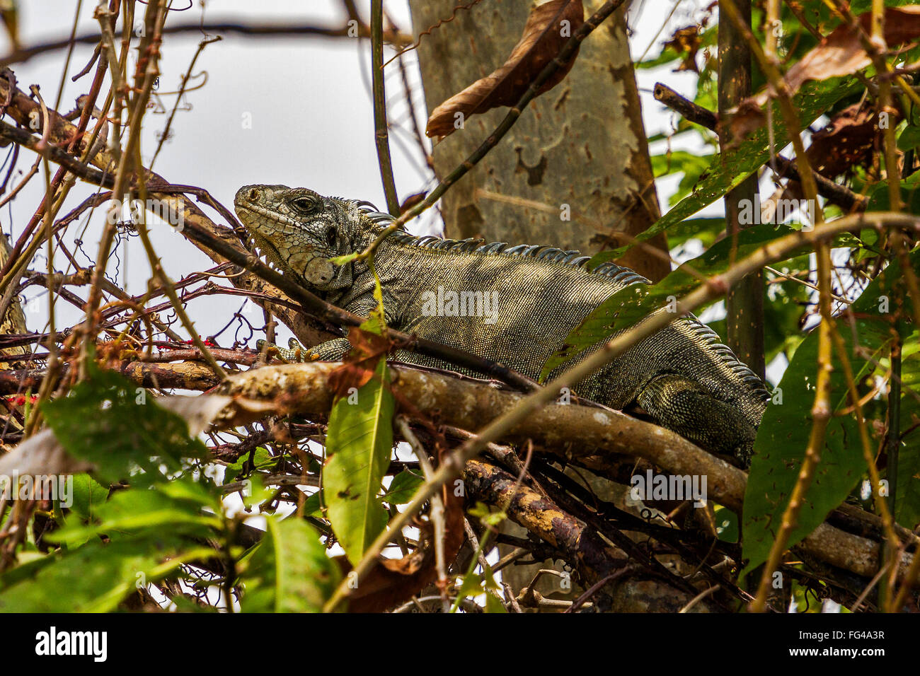 Leguan squamate Reptil Jagd In die Baumkronen Santarem, Brasilien Stockfoto