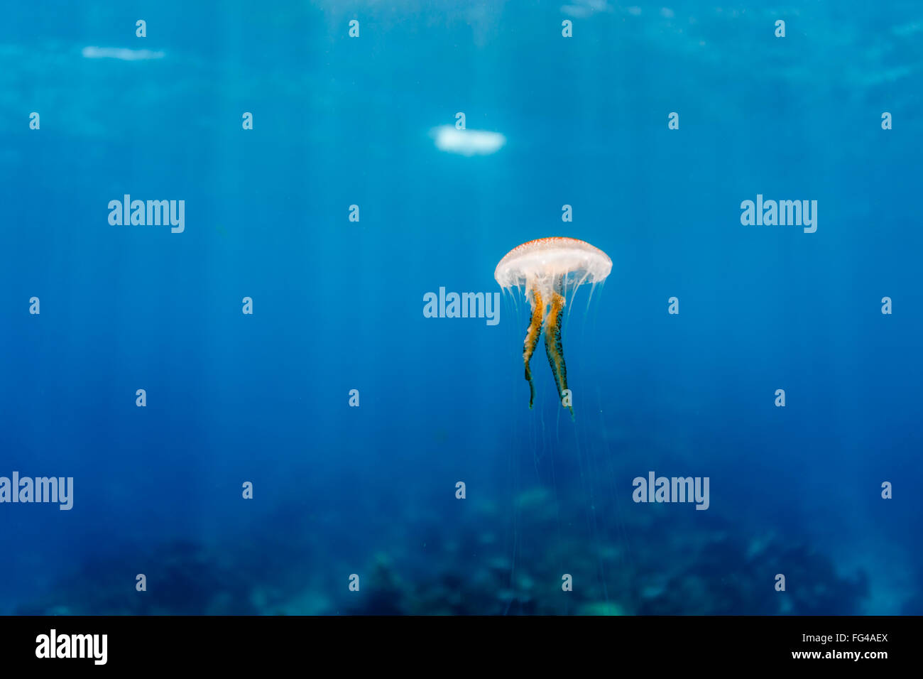 Karibische Qualle schwimmt im blauen Wasser über dem Korallenriff Stockfoto