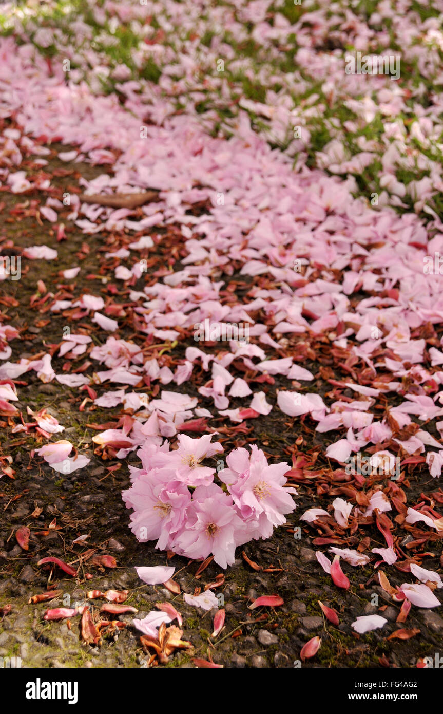 Wind geblasen rosa Blüte - Blumen und Blütenblätter auf dem Boden liegend. Stockfoto