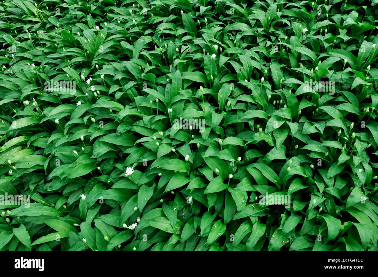Masse von Bärlauch (Ramsons, Allium ursinum) in einem englischen Wald im Frühjahr. Stockfoto