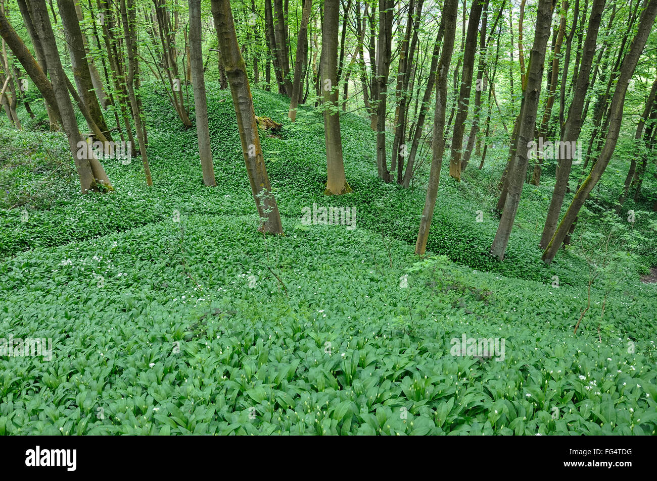 Masse von Bärlauch (Ramsons, Allium ursinum) in einem englischen Wald im Frühjahr. Stockfoto