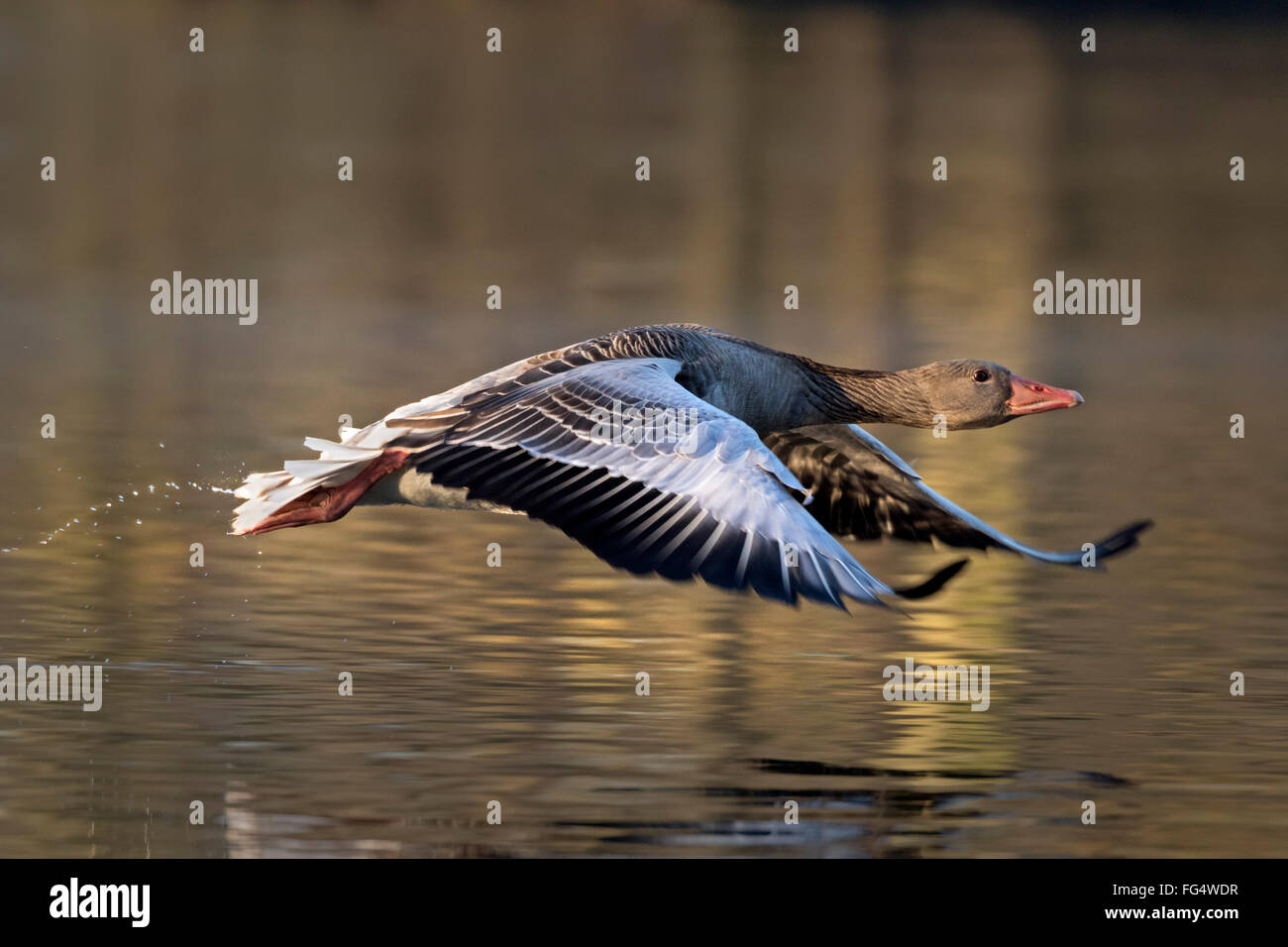 Graugans (Anser Anser) ab, Hamburg, Deutschland, Europa Stockfoto