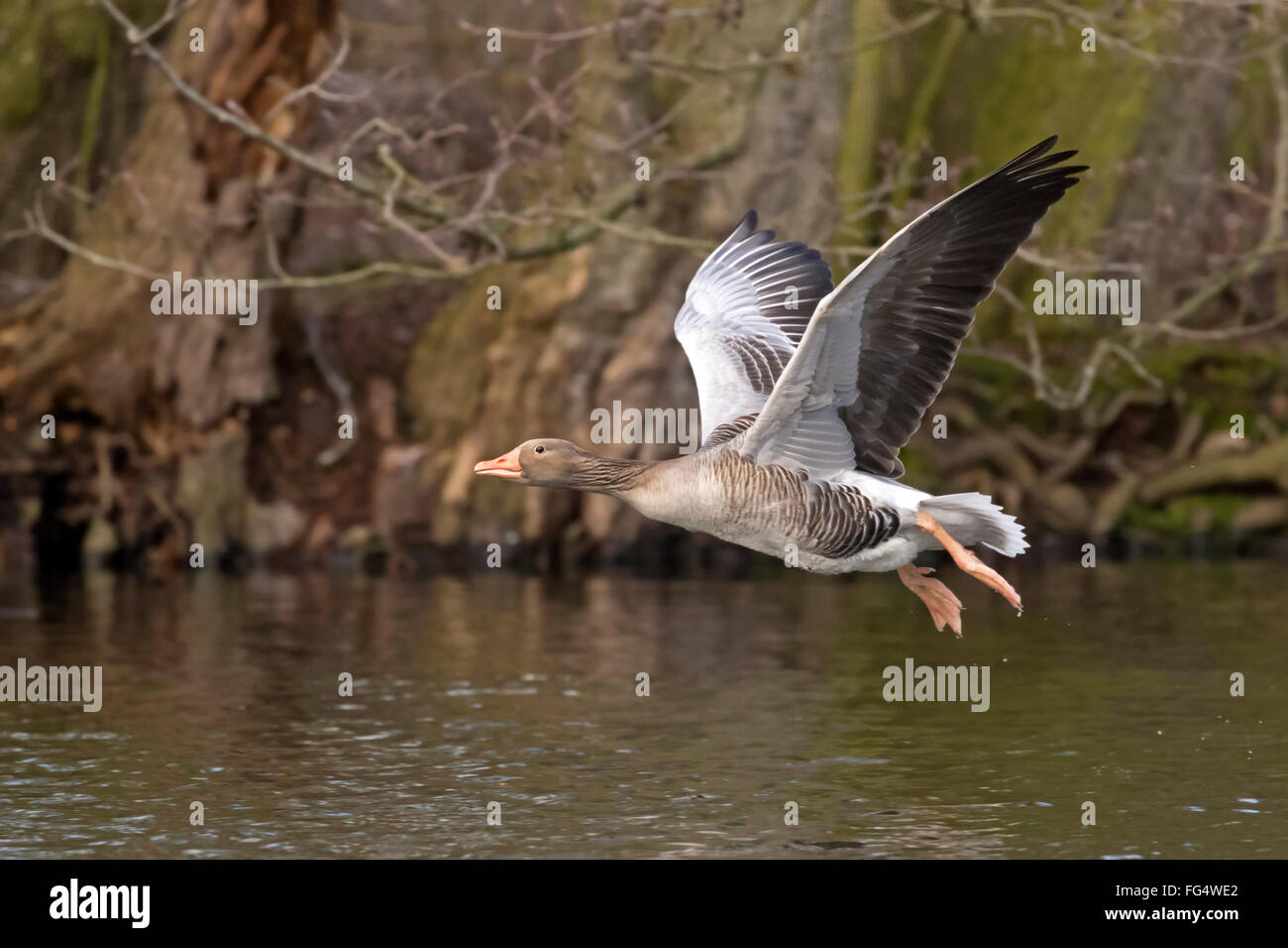 Graugans (Anser Anser) ab, Hamburg, Deutschland, Europa Stockfoto