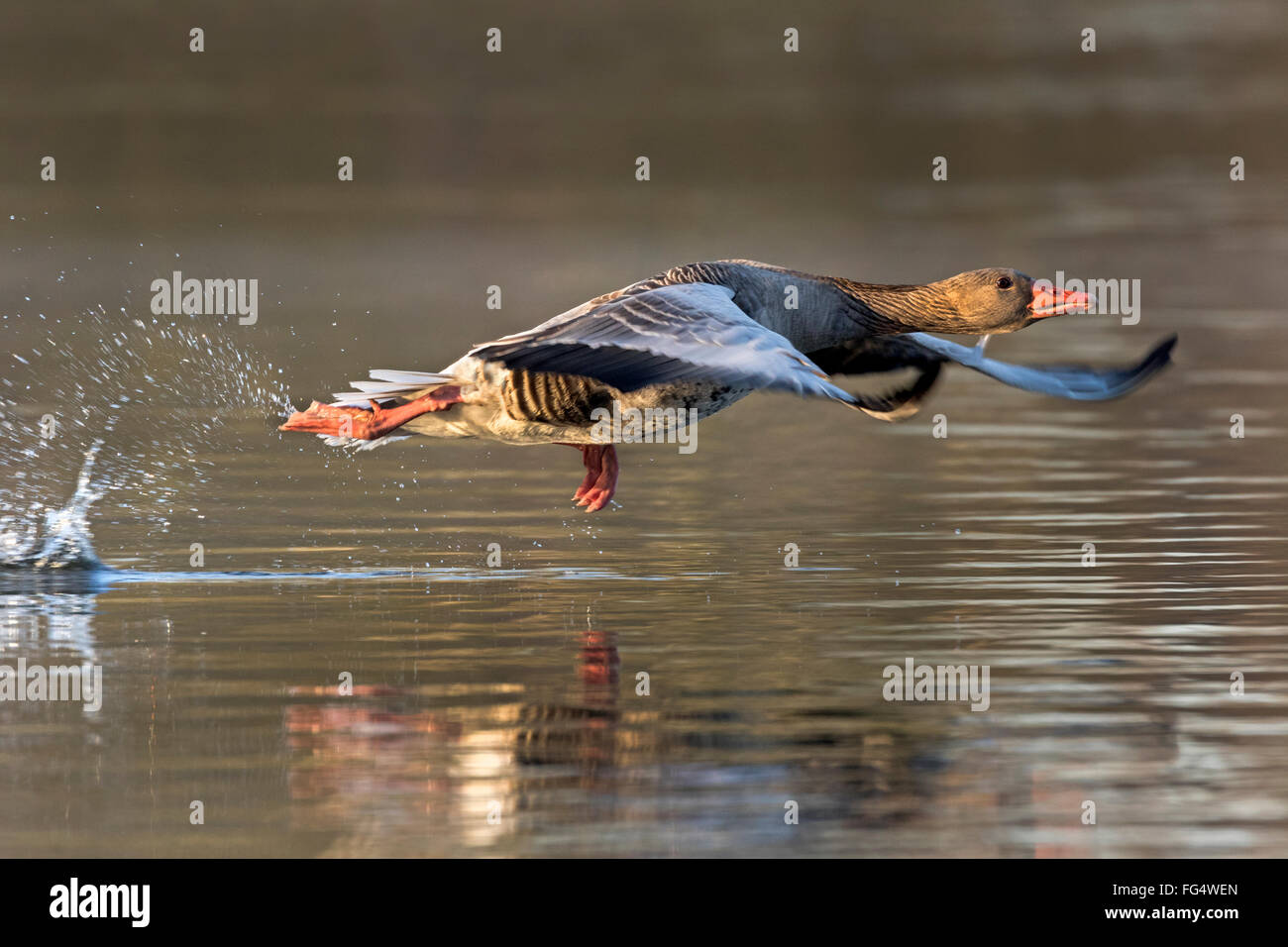 Graugans (Anser Anser), Hamburg, Deutschland, Europa Stockfoto