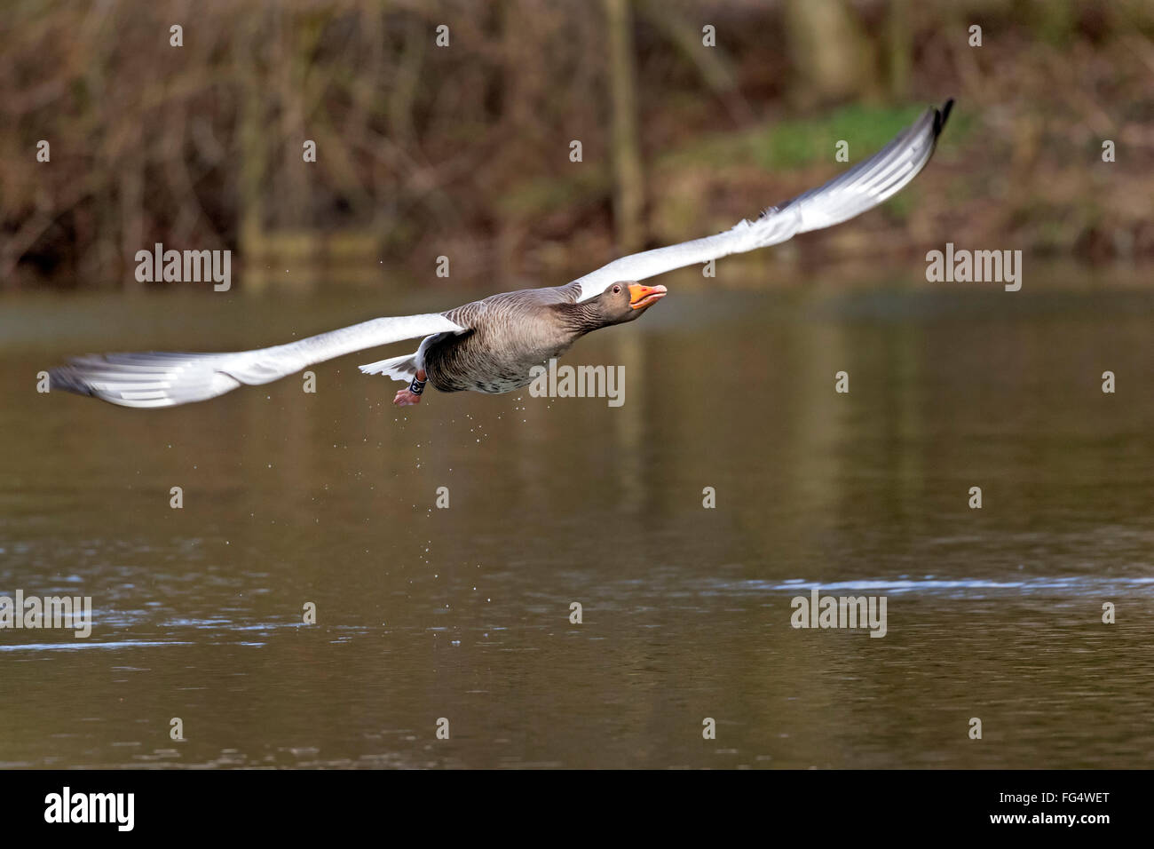 Graugans (Anser Anser) ab, Hamburg, Deutschland, Europa Stockfoto