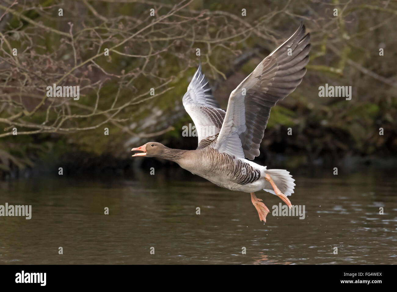 Graugans (Anser Anser) ab, Hamburg, Deutschland, Europa Stockfoto