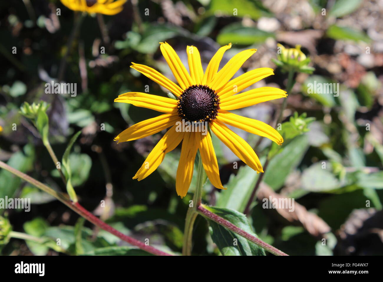 Seite der Straße - Bild entstand auf einem Rastplatz auf der Seite der Autobahn. Schöne Blume Stockfoto