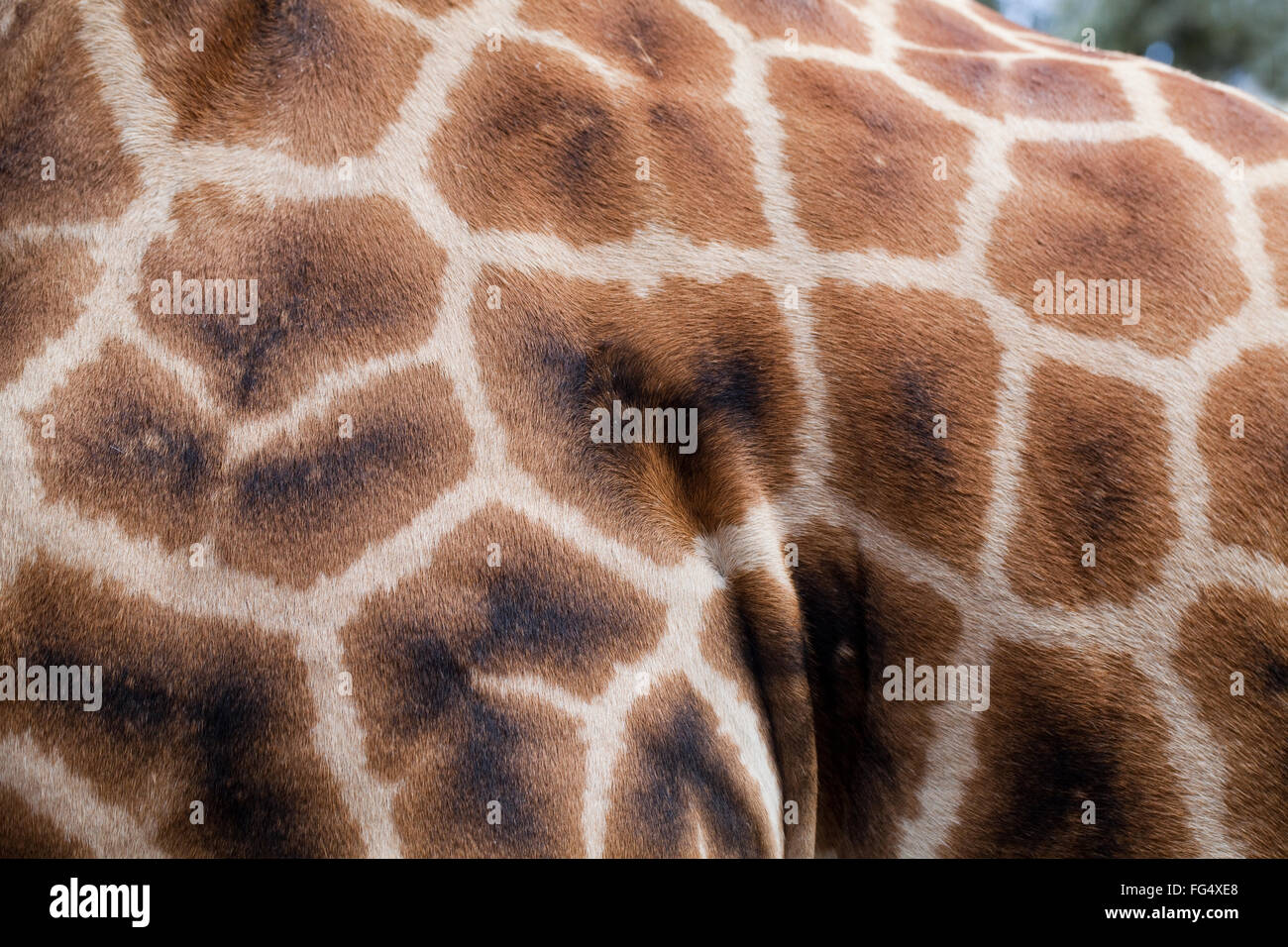 Netzartige Giraffe (Giraffa Plancius Reticulata). Nahaufnahme der Haut.  Linke vordere Schulter, geometrische Muster von ir Stockfoto