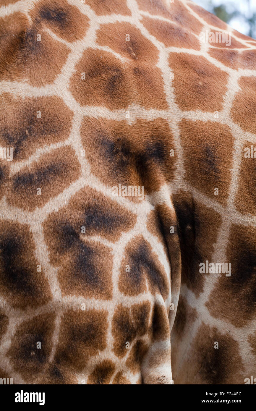 Netzartige Giraffe (Giraffa Plancius Reticulata). Nahaufnahme der Haut.  Linke vordere Schulter, geometrische Muster. Stockfoto