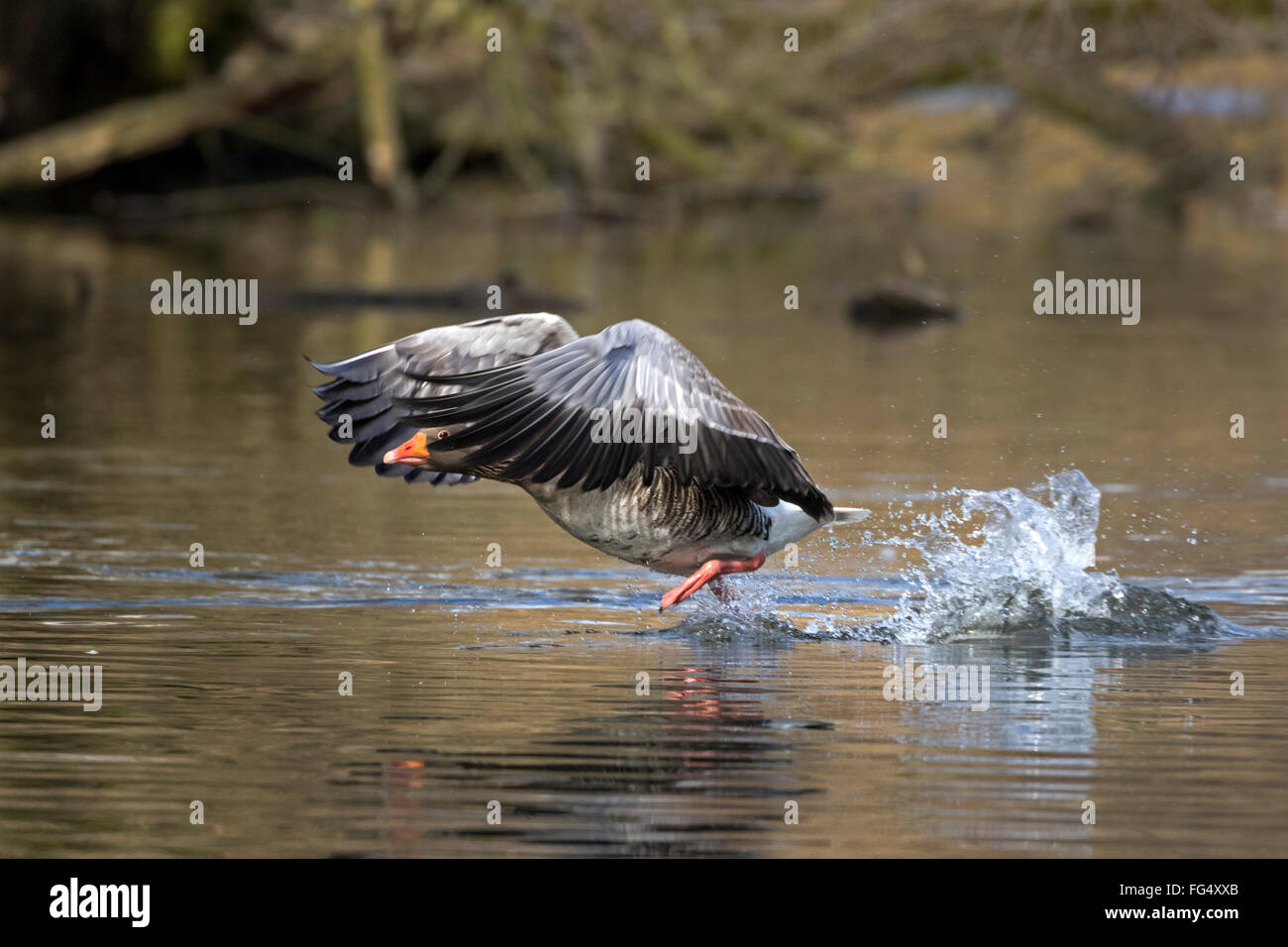 Graugans (Anser Anser) ab, Hamburg, Deutschland, Europa Stockfoto