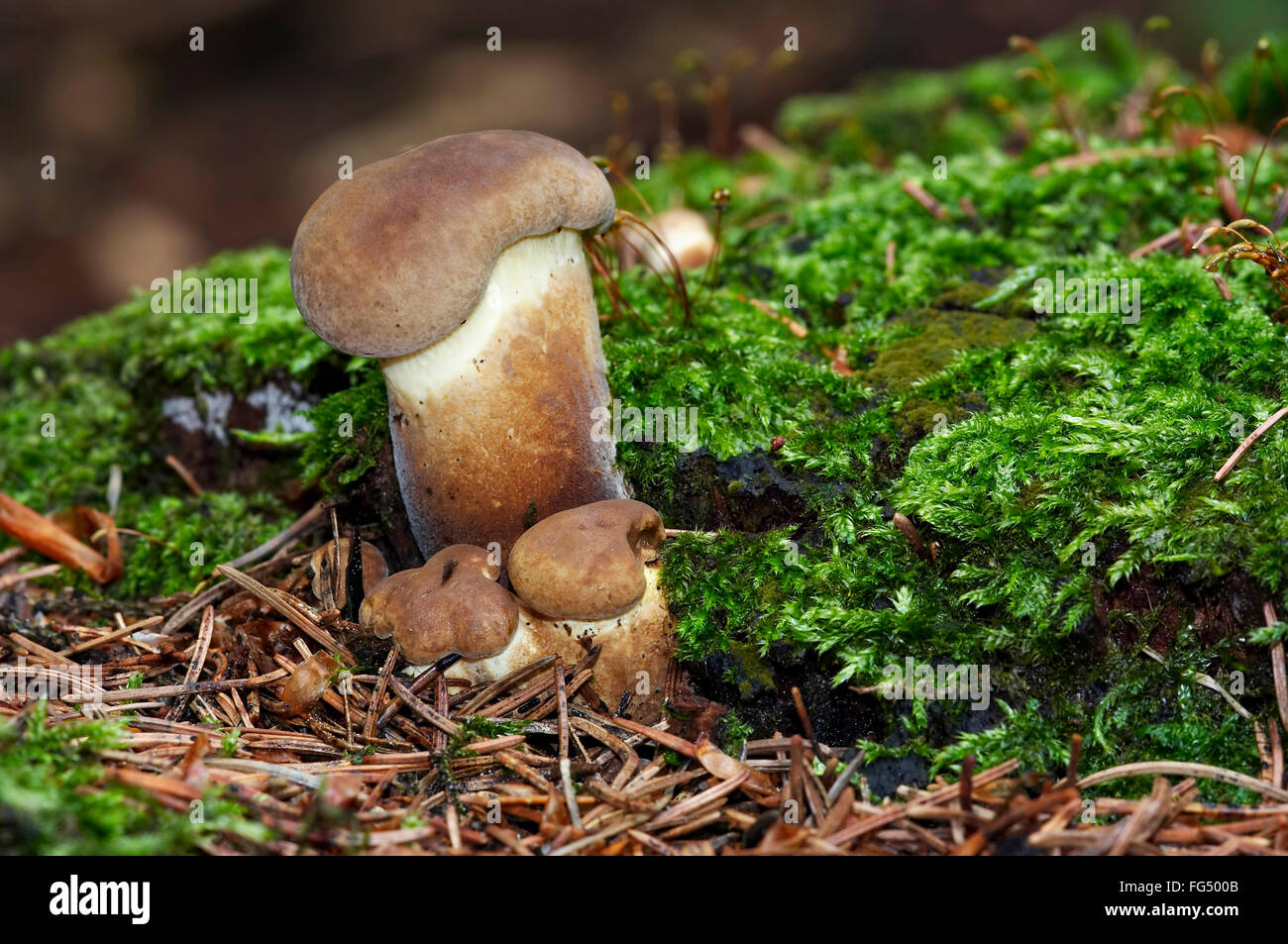 Detail des Pilzes Stockfoto