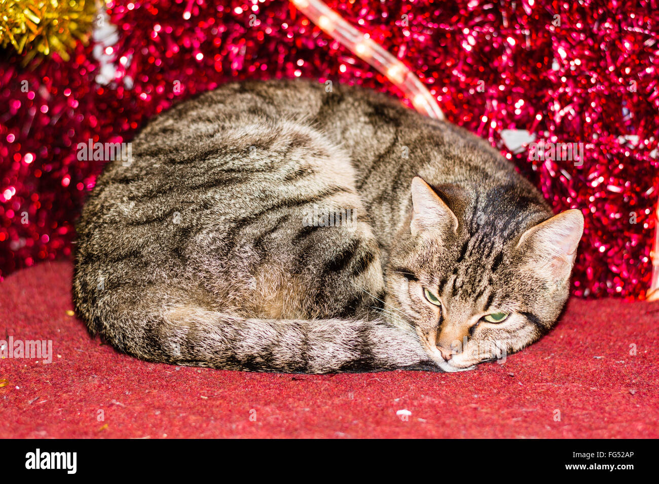 Weihnachten-Kätzchen mit rotem Licht Weihnachtsdekoration Stockfoto