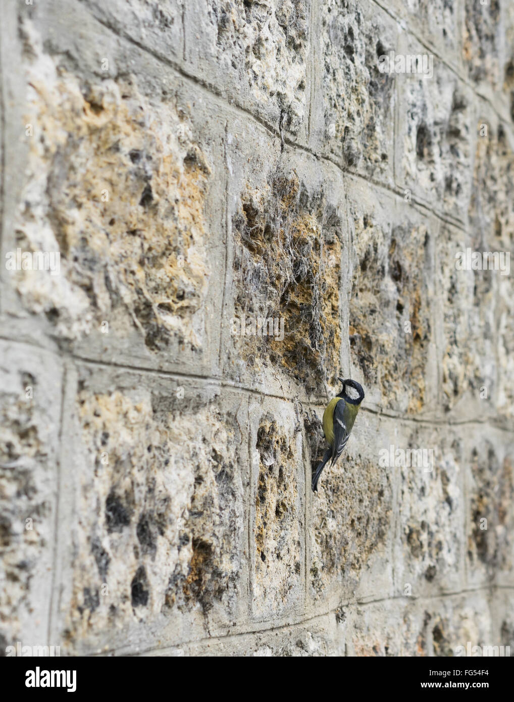Strukturierten Hintergrundbild einer alten bemoosten Stein Ziegel-Mauer mit einem kleinen Vogel Stockfoto