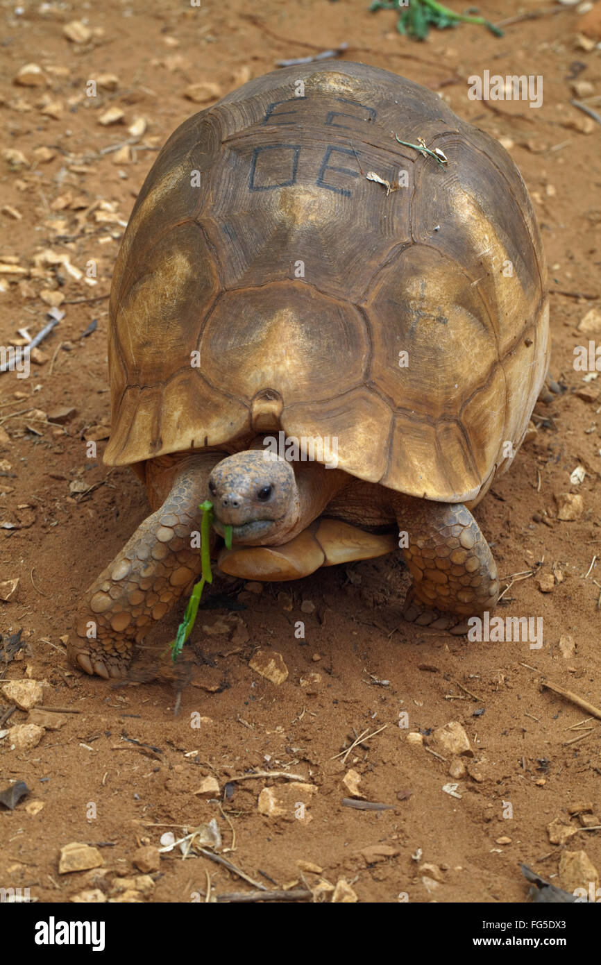 Angonoka oder Pflugschar Schildkröte (Astrochelys Yniphora). Vom Aussterben bedrohte Durrell Breeding Centre, Ankarafantsika Madagascar Stockfoto