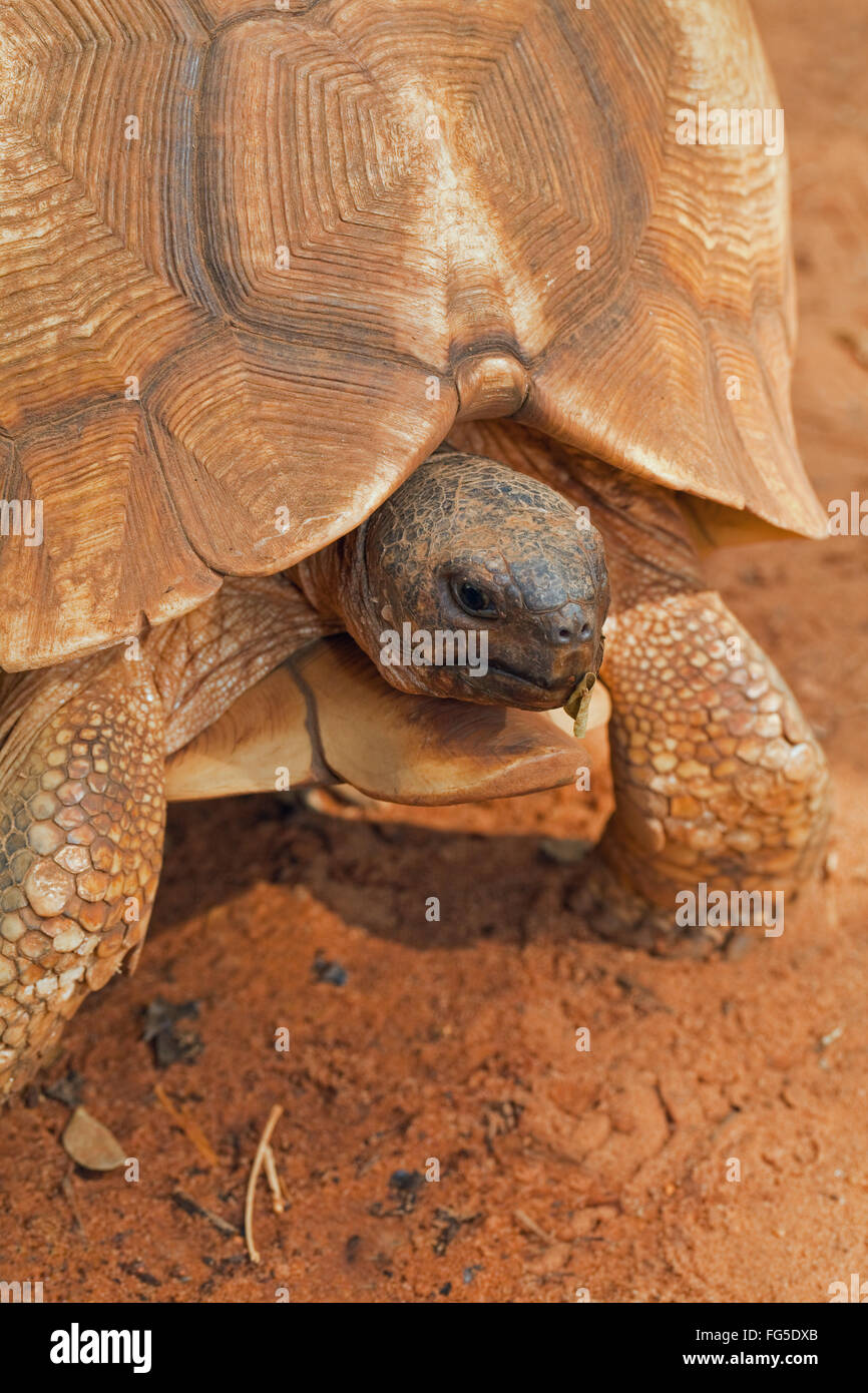 Angonoka oder Pflugschar Schildkröte (Astrochelys Yniphora). Vom Aussterben bedroht. Permanente "Nick" Identitätskennzeichens, auf Scute. Stockfoto