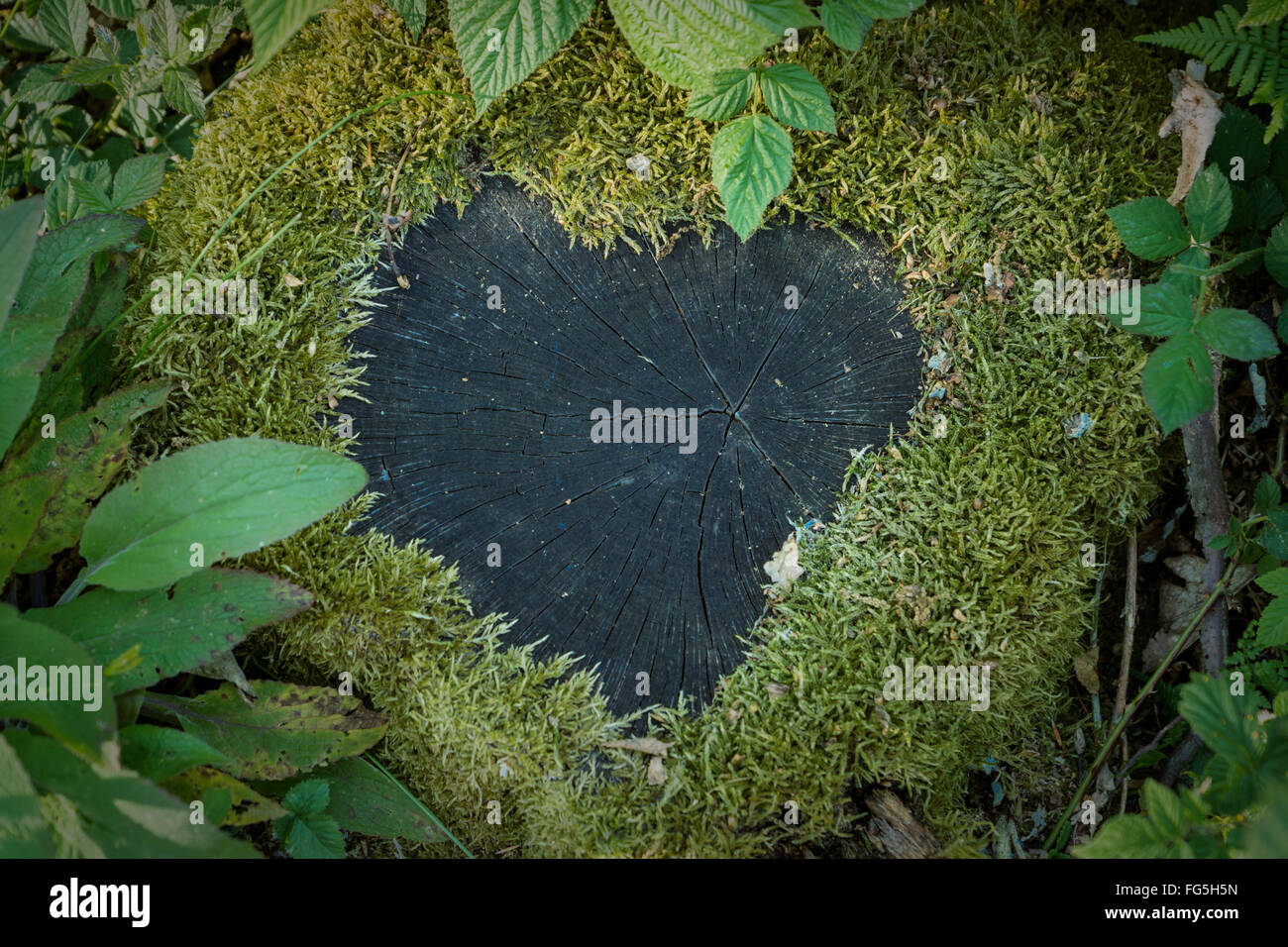 Moos-Herzen auf einen Stub ein Baum. Natürliche Liebe Rahmung. Glückliches Paar zu unterzeichnen. Valentines Day. Naturherz. Liebe ist im Wald Stockfoto