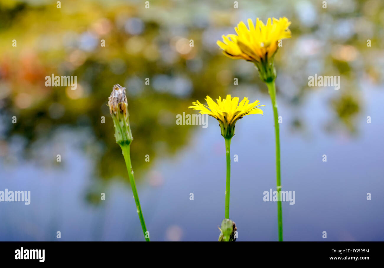 Herbst Hawkbit (Scorzoneroides Autumnalis) Stockfoto