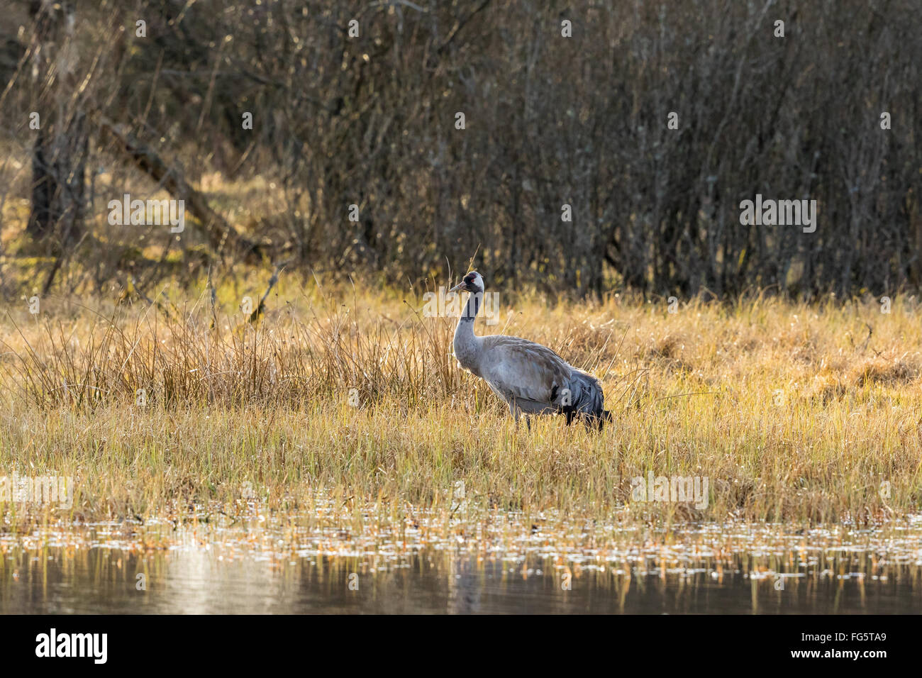 Kran in das Feuchtgebiet stehen im Frühjahr Stockfoto