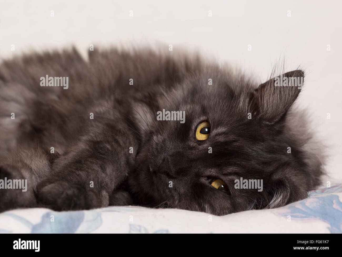 Katze, Festlegung, eine Pause. Stockfoto