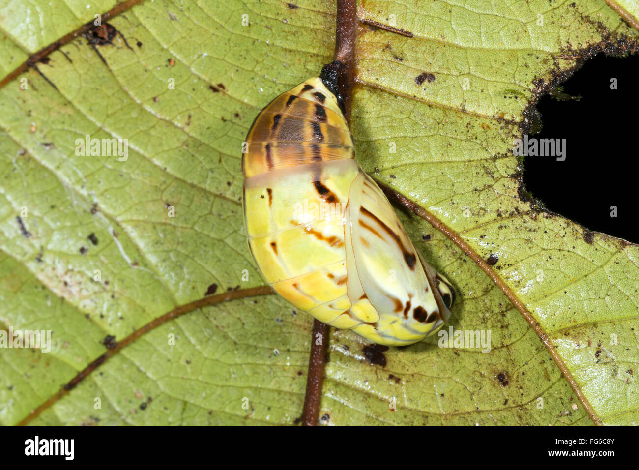 Schmetterling-Puppe hängen von der Unterseite eines Blattes im Ecadorian Amazonas Stockfoto