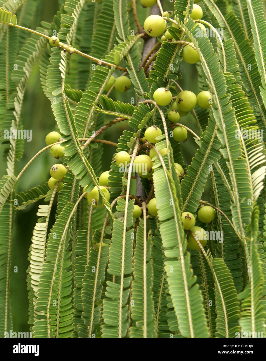 Phyllanthus Emblica, Myrobalan, indische Stachelbeere, fleischigen Früchte mit Stein, verbrauchten gebratenen, in Gurken, medizinische Stockfoto