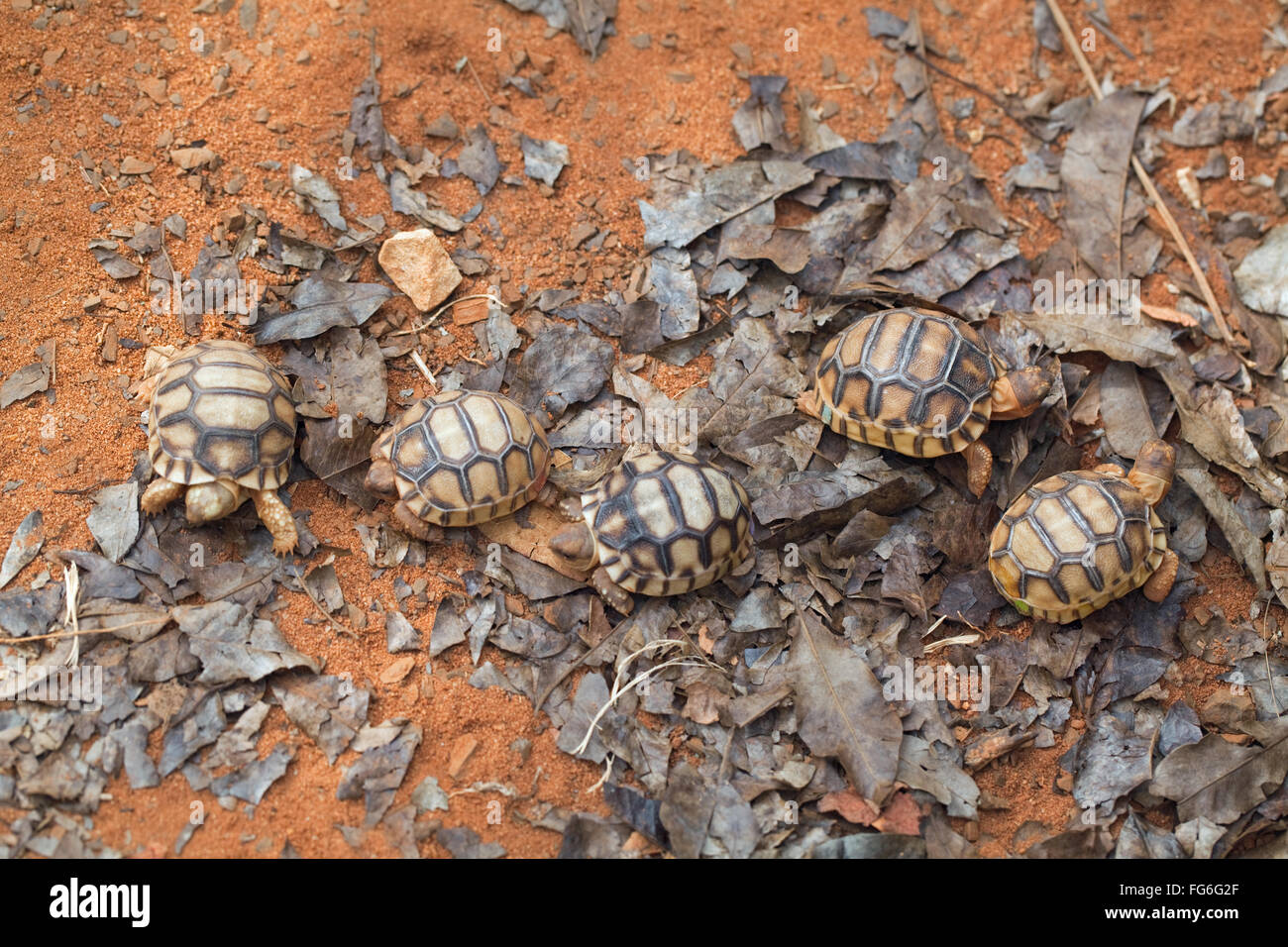 Pflugschar Schildkröte (Astrochelys Yniphora). Jugendliche. Kupplung-Geschwister. Madagaskar. Durrell Wildlife Conservation Trust. Stockfoto