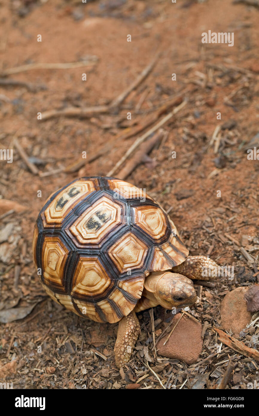 Pflugschar Schildkröte (Astrochelys Yniphora). Juvenile. Ankarafantsika N P Madagaskar. Durrell Wildlife Conservation Trust. Stockfoto