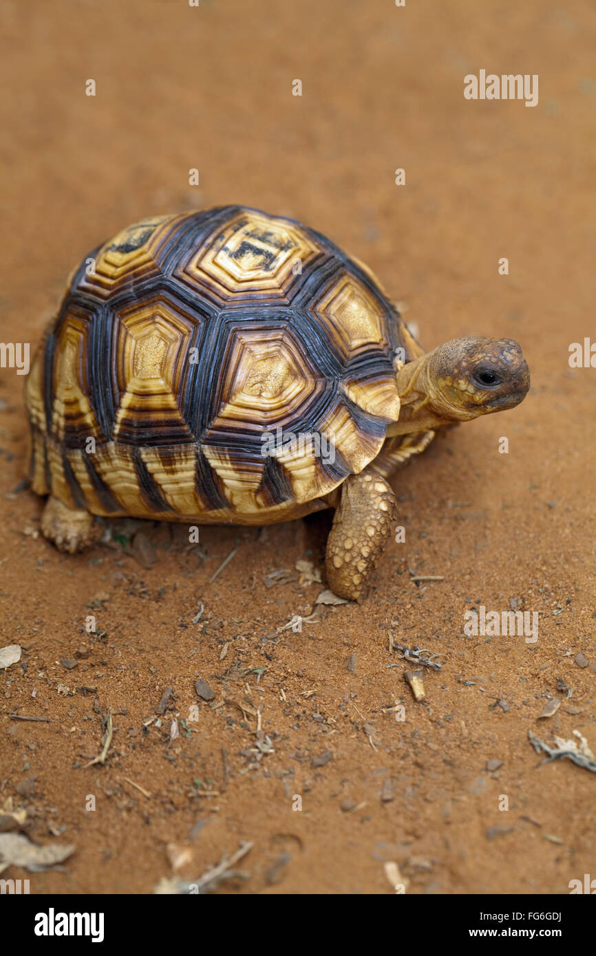 Pflugschar Schildkröte (Astrochelys Yniphora). Juvenile. Madagaskar. Durrell Wildlife Conservation Trust Center Zucht. Stockfoto