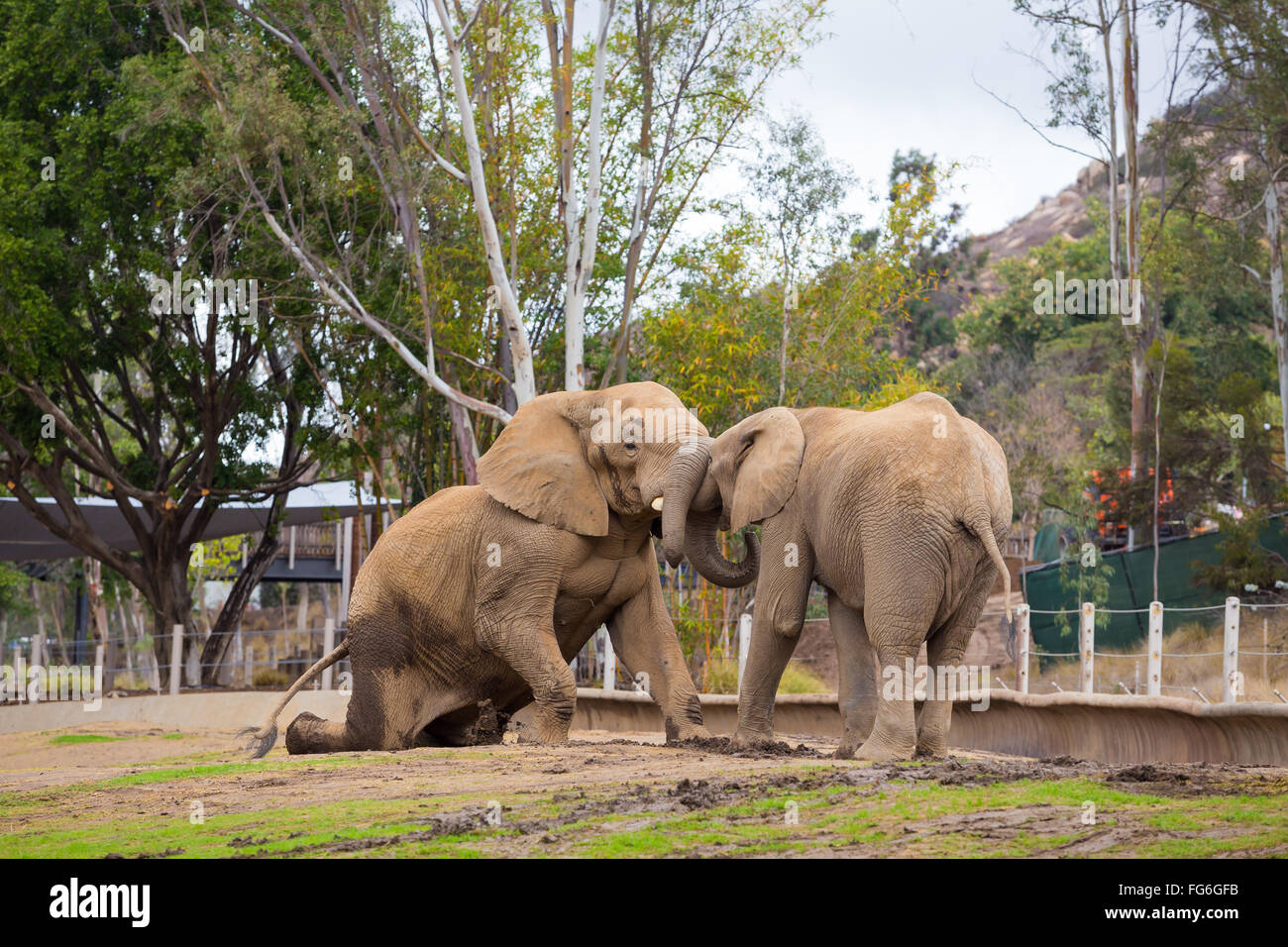 Zwei Elefanten spielen Kampf an der San Diego Zoo Safari Park in Kalifornien. Stockfoto