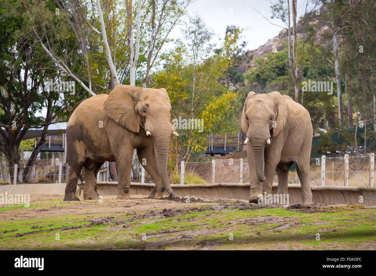Elefanten in Gefangenschaft im San Diego Zoo Safari Park in Kalifornien. Stockfoto