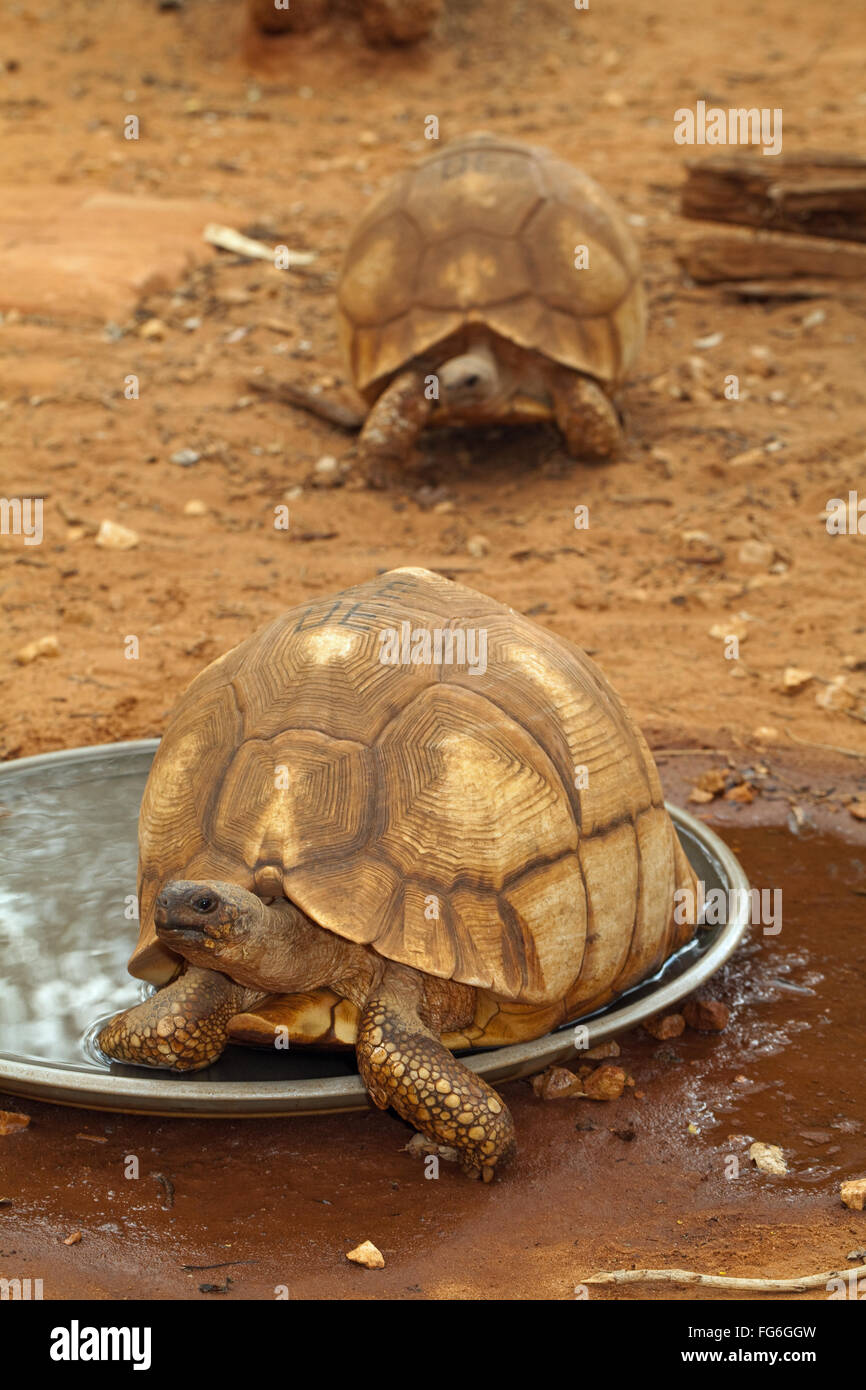 Pflugschar Schildkröten (Astrochelys Yniphora). Erwachsenen. Madagaskar. Durrell Wildlife Conservation Trust Center. Ankarafantsika. Stockfoto
