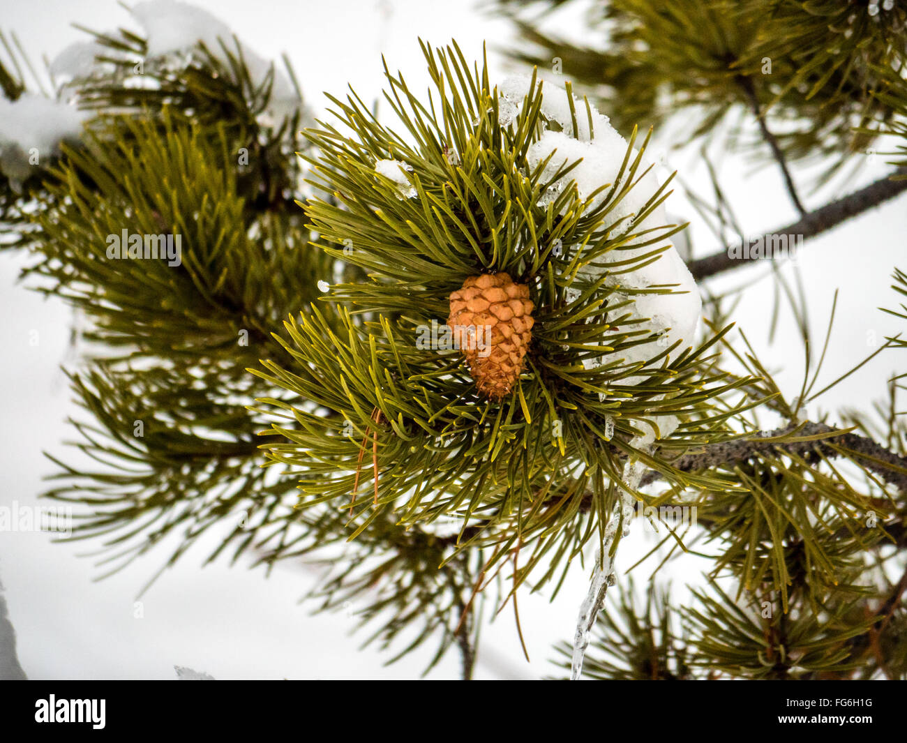 Einzelne, Solitäre Tannenzapfen auf immergrünen Zweig, umgeben von Schnee Stockfoto