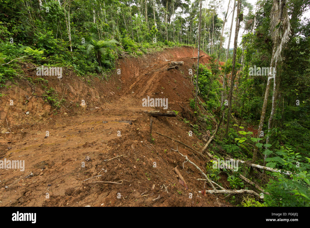 Neue Straße durch den Regenwald in Ecuador planiert. Straßenbau bringt Kolonisation und Entwaldung im Amazonasbecken. Stockfoto