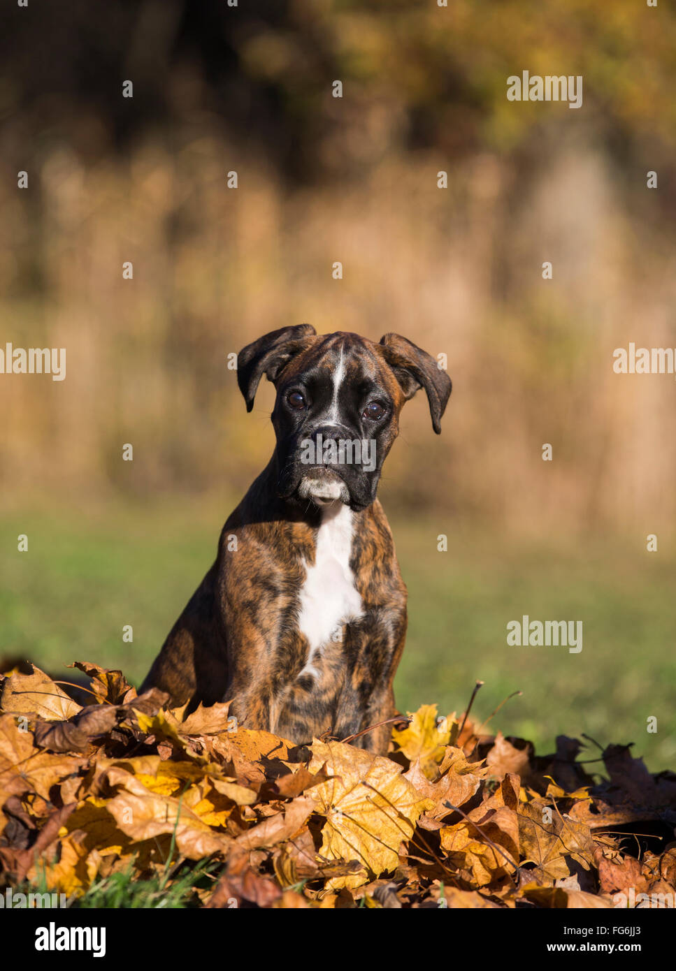 Boxer Welpen sitzen im Herbst Blätter Stockfoto
