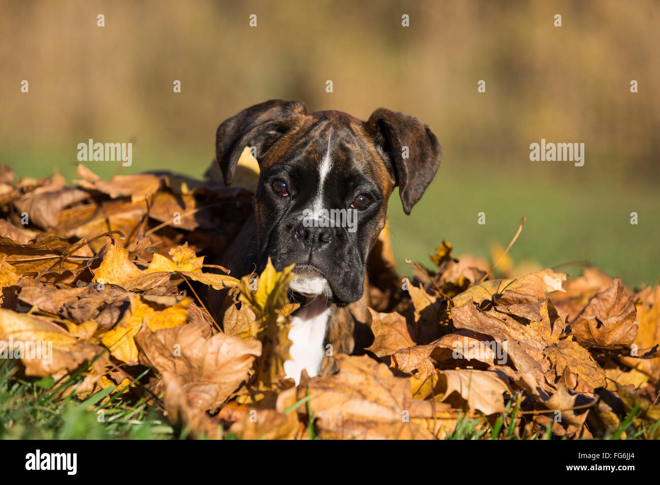 Boxer-Welpe im Herbstlaub liegend Stockfoto