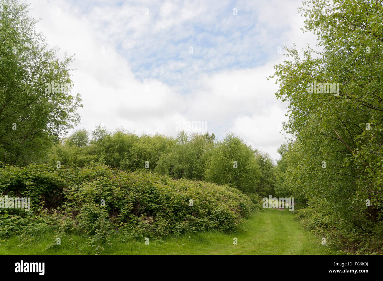 Wald und Landschaft in East Sussex, UK Stockfoto