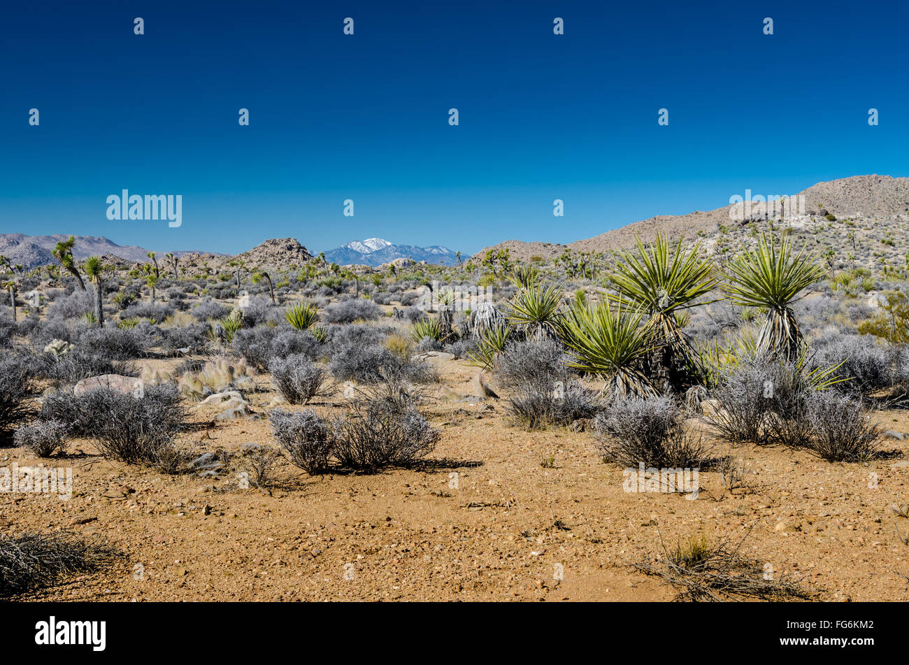 Wüstenlandschaft mit verschneiten Bergen im Hintergrund Stockfoto