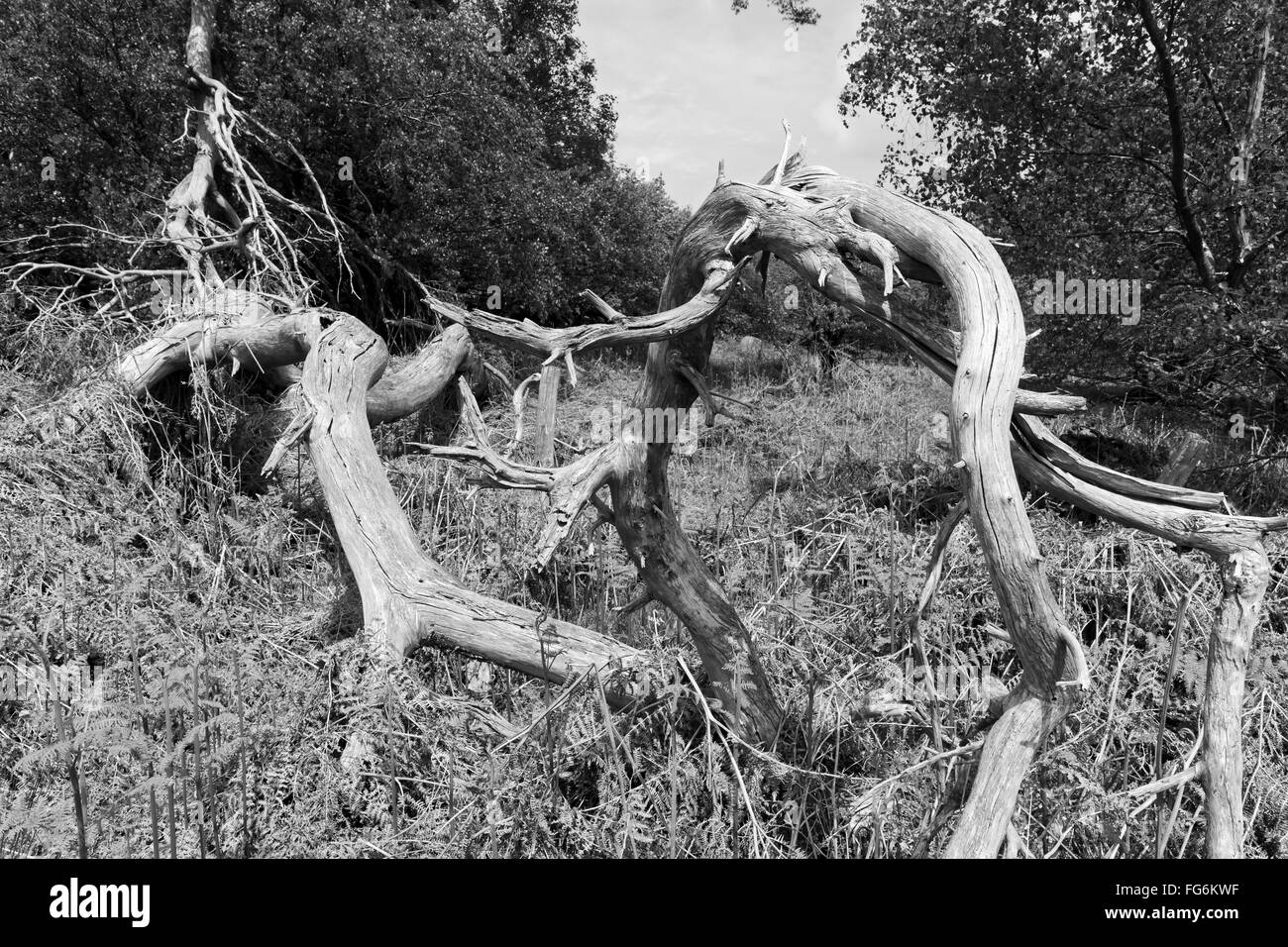 Foto in East Sussex Stockfoto