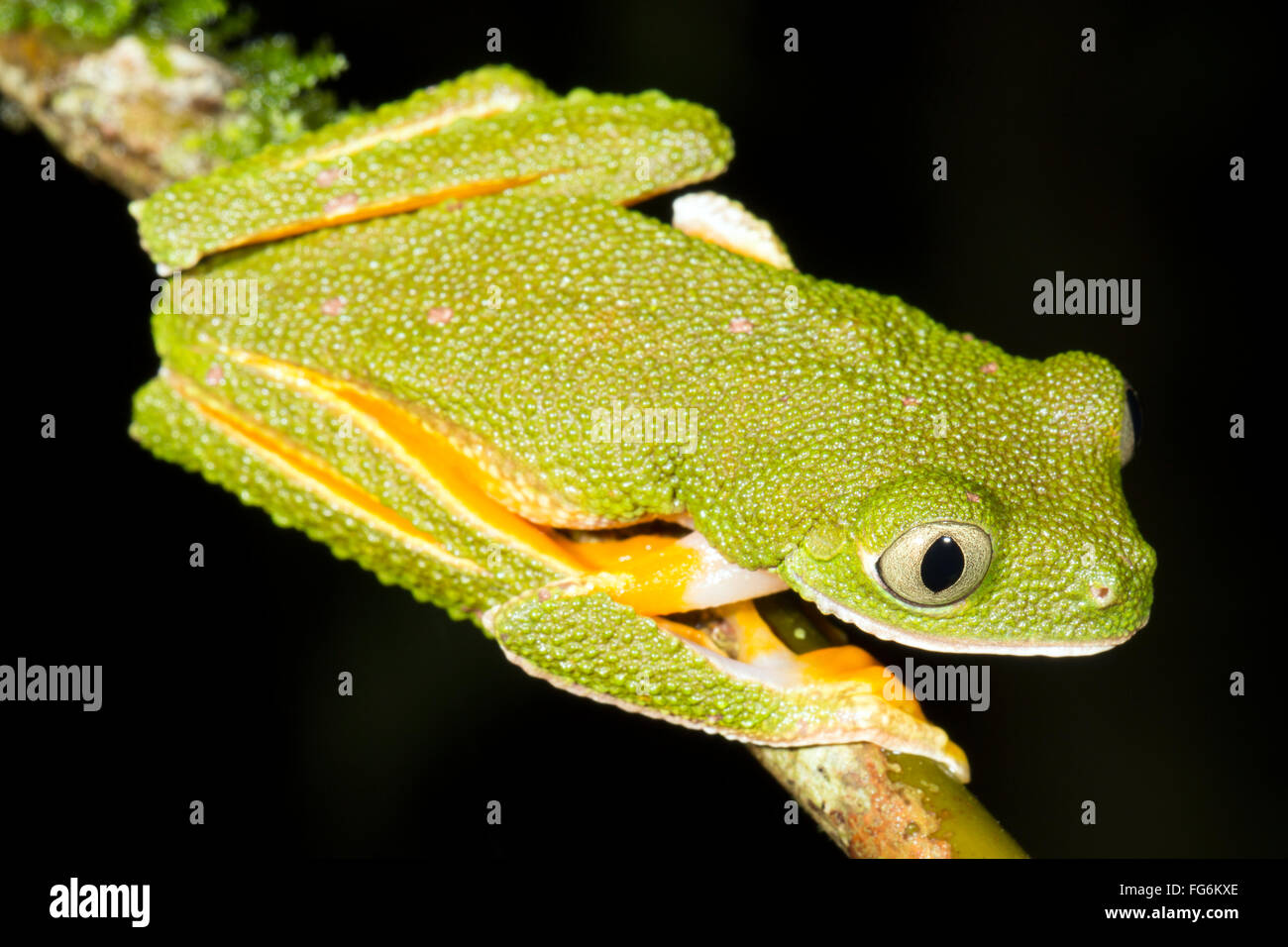 Amazon Blatt Frosch (Agalychnis Hulli) auf einem Ast in den Regenwald, Provinz Pastaza, Ecuador Stockfoto