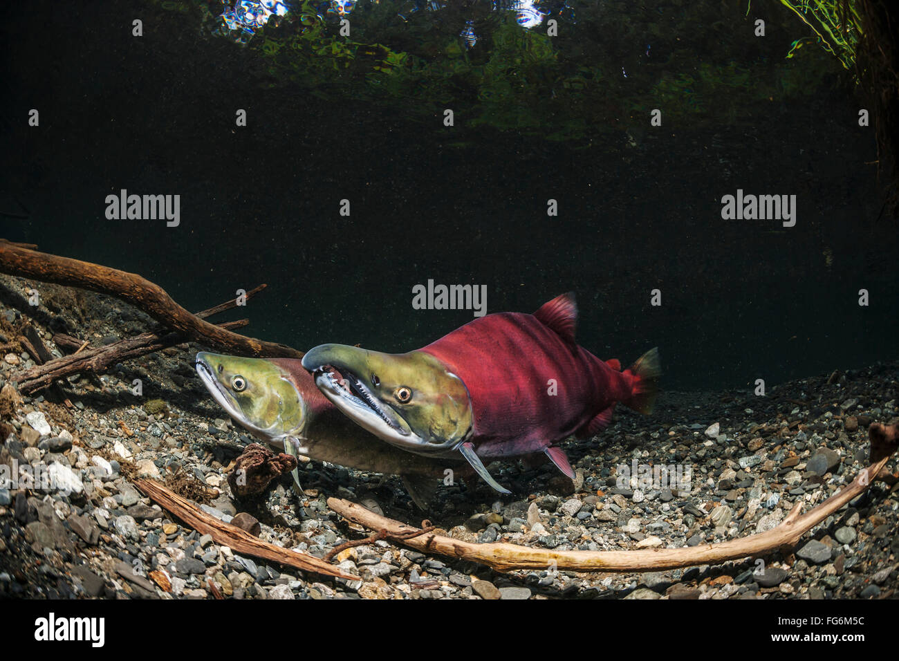 Sockeye Lachs (Oncorhynchus Nerka) paar in einem Alaskan Stream im Frühsommer laichen. Stockfoto